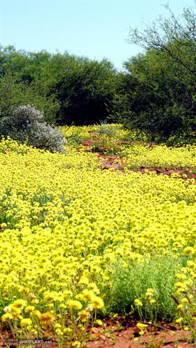 Yellow Wildflowers, WA. 